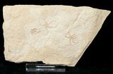 Ophiopetra Brittle Star Fossil - Solnhofen Limestone #15151-1